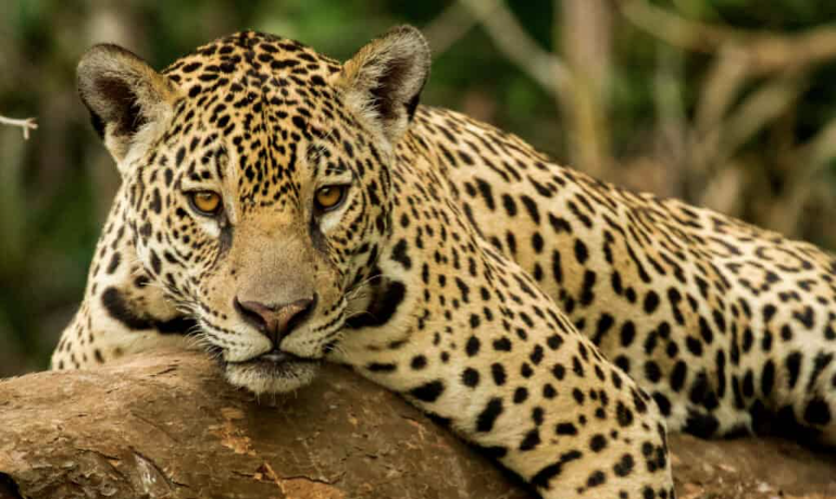 yellow leopard with black dots